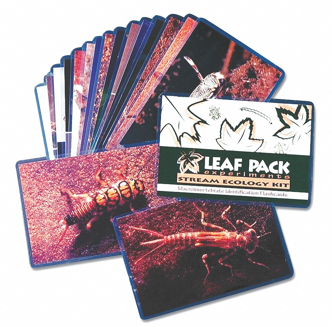 Macroinvertebrate Flashcards